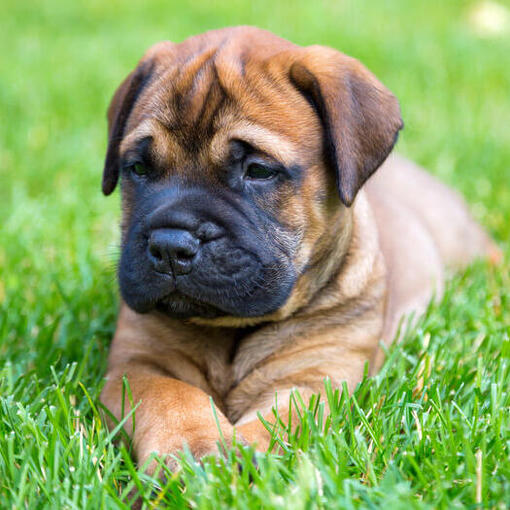 Bullmastiffpuppy die op het gras liggen