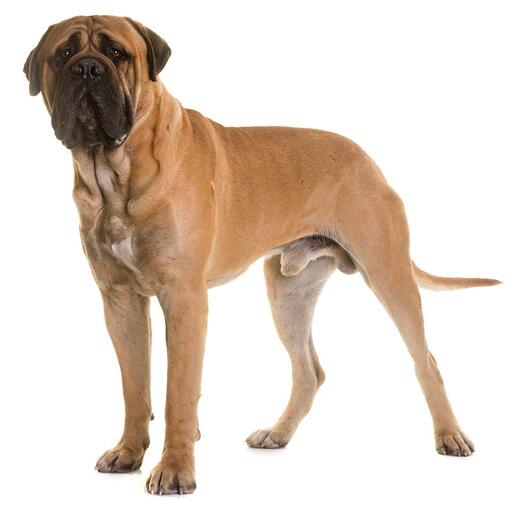 Bullmastiff hondenras