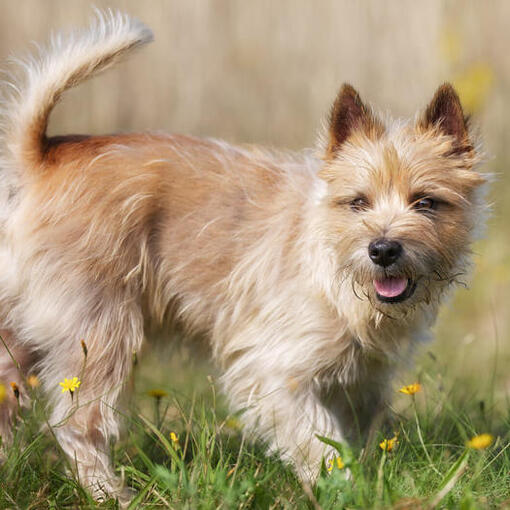 cairn terrier dans un champ de fleurs