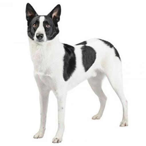 Race de chien Canaan