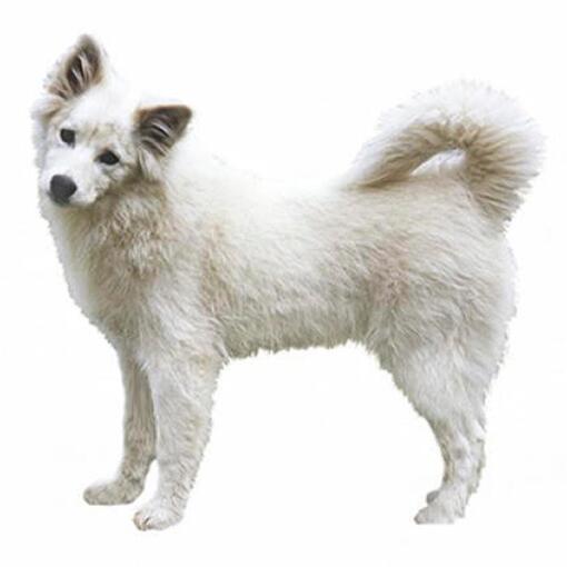 Race de chien esquimau canadien