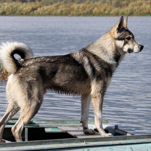 Canadese Eskimohond dichtbij het water