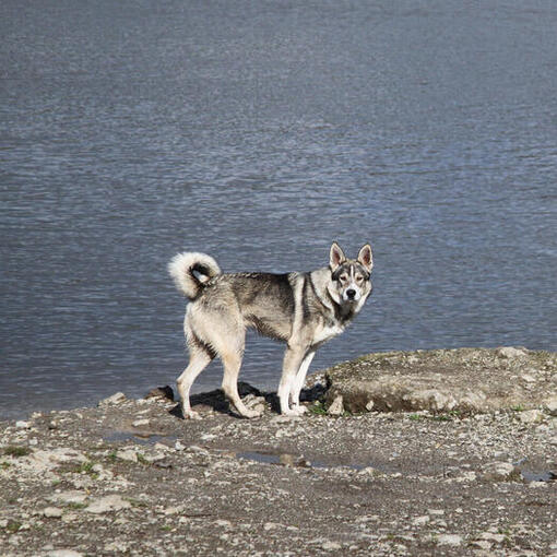 Canadese Eskimohond staande aan de kust