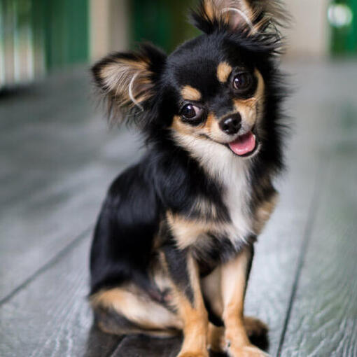 Langharige chihuahua zittend
