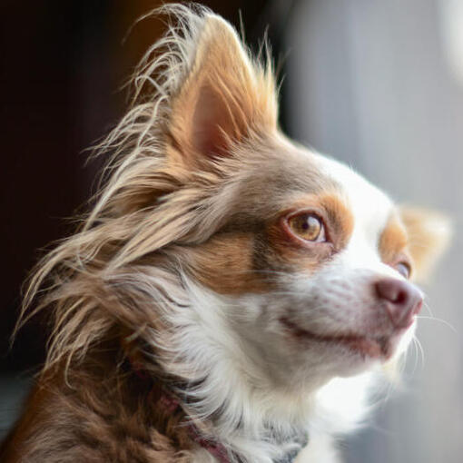 Bruine lang gecoate chihuahua kijkt toe