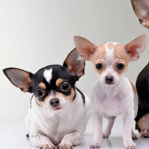 Drie chihuahua's