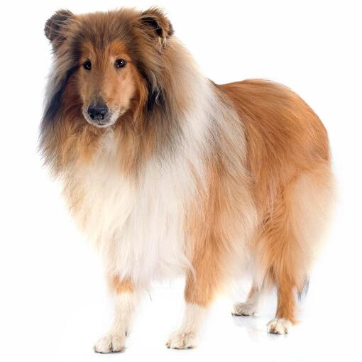 Collie (ruw) hondenras