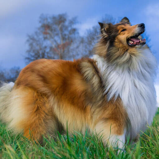 Hond kijkt naar de hemel
