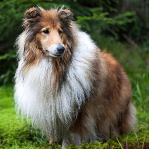 Collie staande in het bos