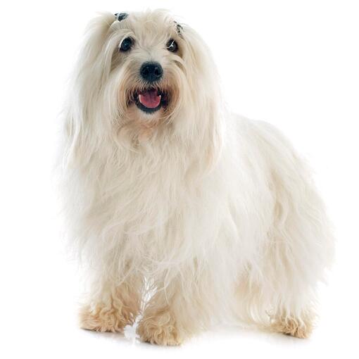 Race de chien Coton de Tuléar