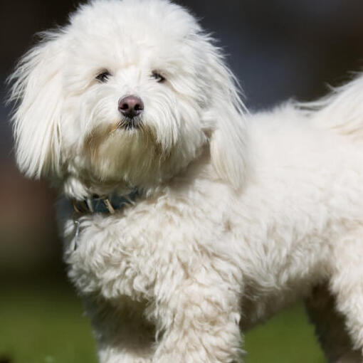 witte pluizige hond die buiten staat