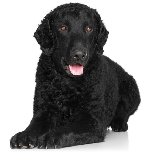 Curly-Coated Retriever hondenras