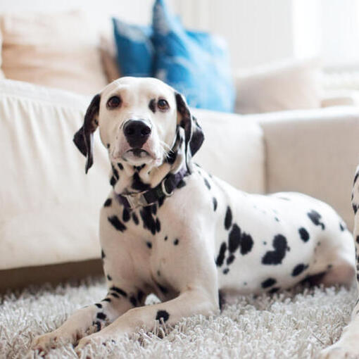 Race de chien Dalmatiens