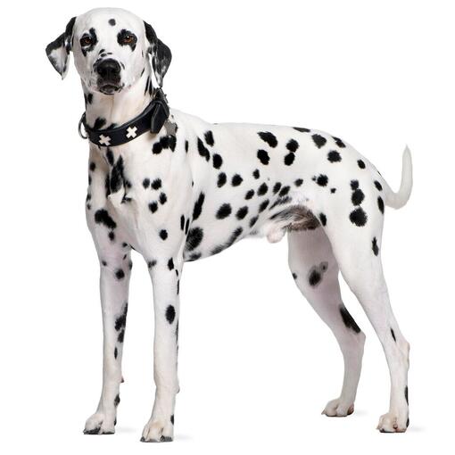 Dalmatische hondenras