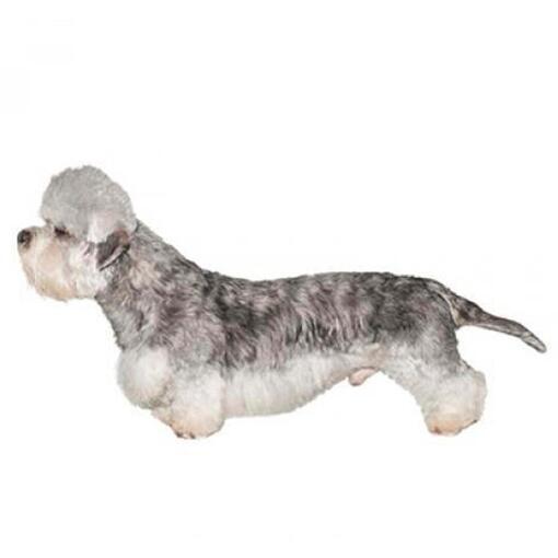 Hondenras Dandie Dinmont Terriër