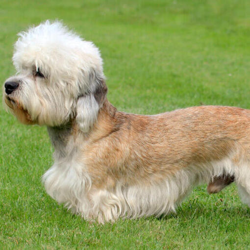 Dandie Dinmont Terriër staande op het gras