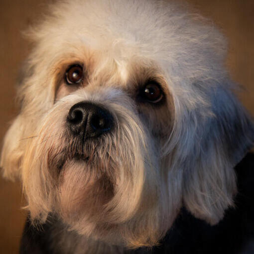 Dandie Dinmont Terrier staat te kijken