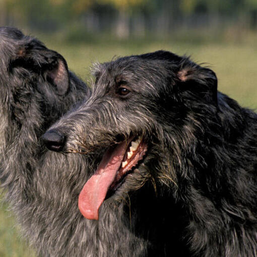 Twee zwartharige hertenhonden glimlachen.