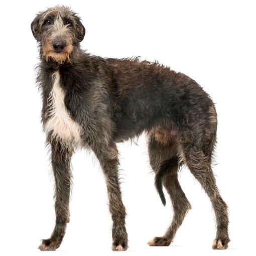 Deerhound hondenras