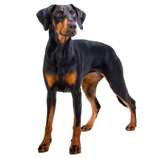 Race de chien Dobermann