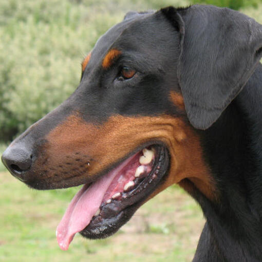 dobermann naar links kijkend