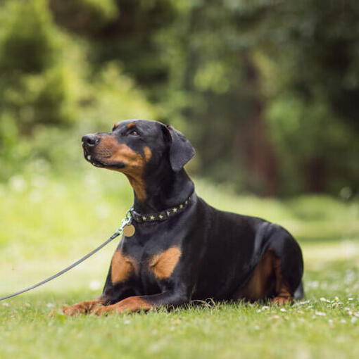 dobermann liggend op het gras