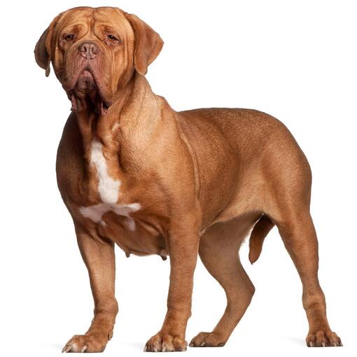 Race de chien Dogue de Bordeaux