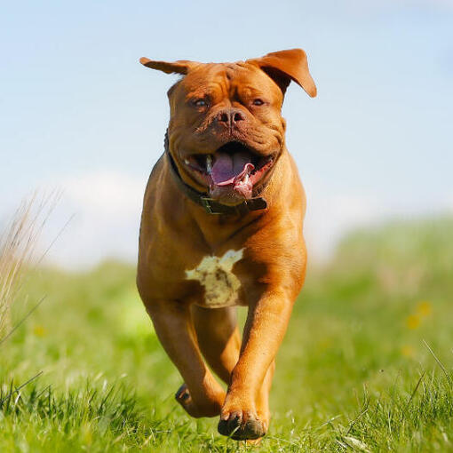 Joyeux Dogue de Bordeaux courant sur le terrain