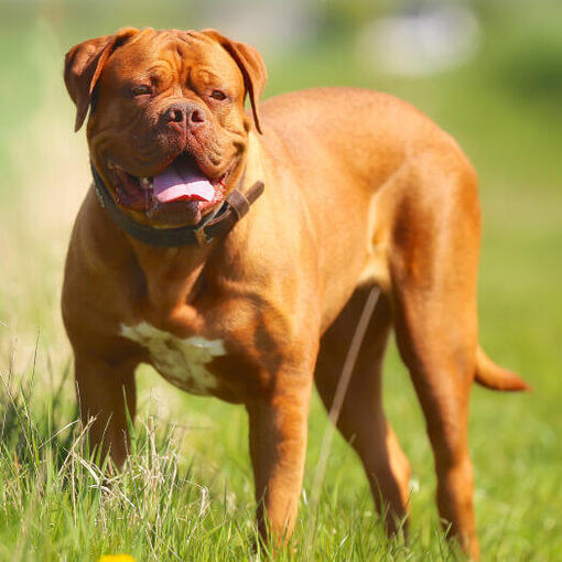 Dogue de Bordeaux debout sur l'herbe