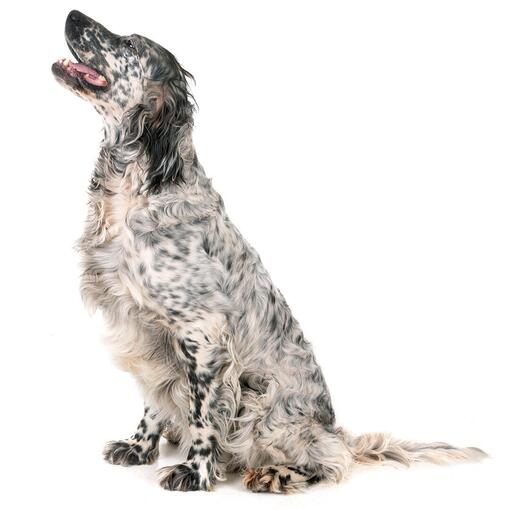 Race de chien Setter anglais