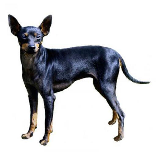Engels Toy Terriër (Black & Tan) hondenras