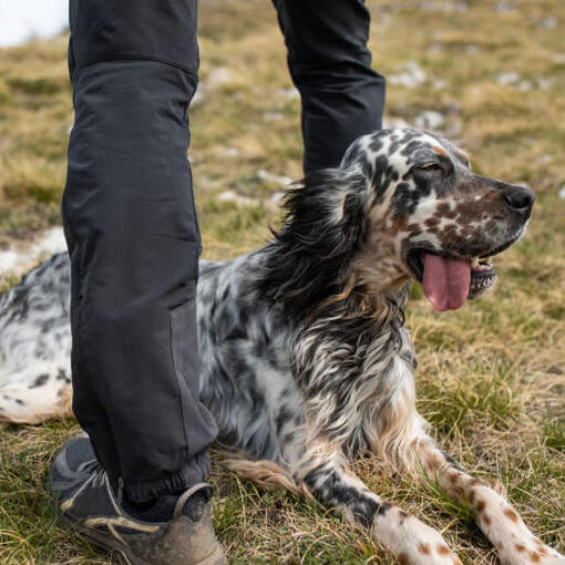 Engelse Setter liggend op de grond.