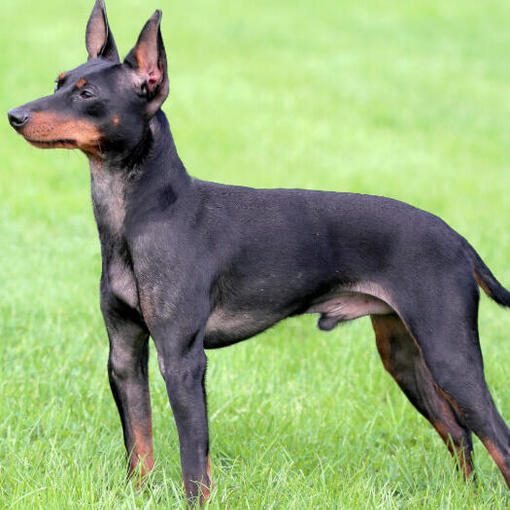 Toy Terrier anglais debout sur l'herbe
