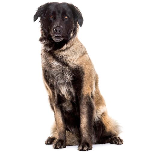 Estrela Sennenhond Hondenras