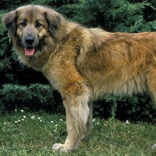 Estrela Sennenhond staande op het gras