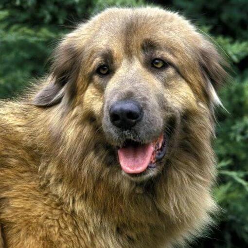 Estrela Sennenhond kijken