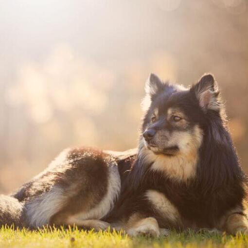 Finse Lappenhond liggend op het gras
