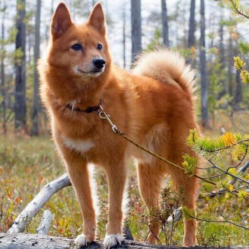 Finse spits in het bos
