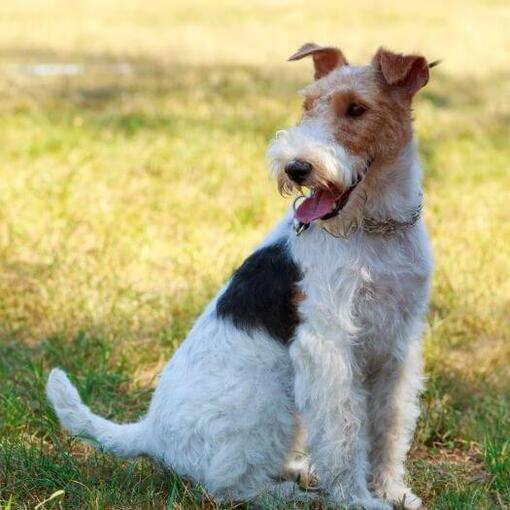 Fox-terrier met draadjas zittend op het gras