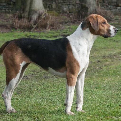 Foxhound staande op het gras