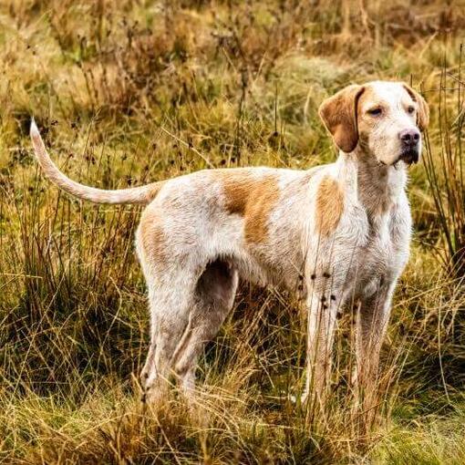 Foxhound dans les champs