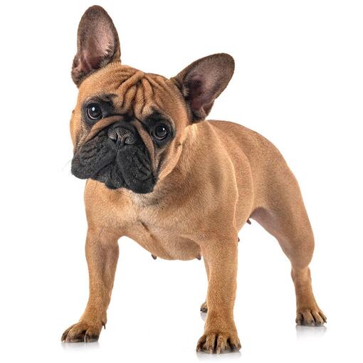 Franse Bulldog hondenras