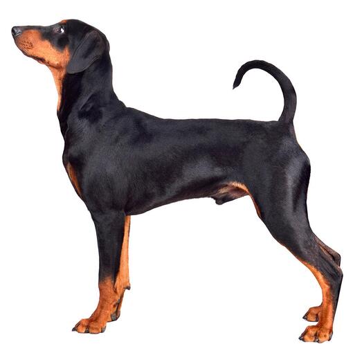 Duitse Pinscher hondenras