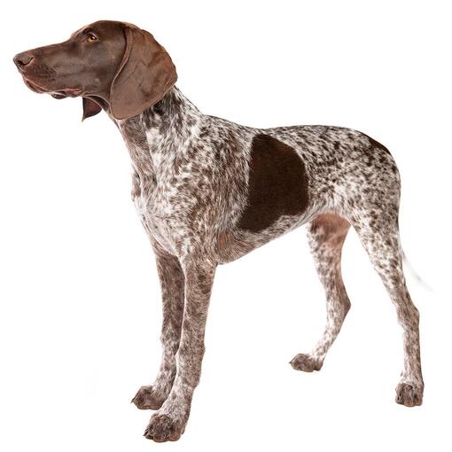 Duitse kortharige wijzerhond