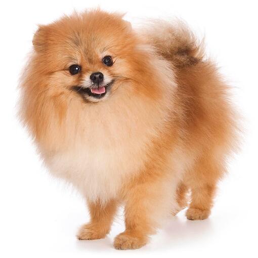 Duitse Spitz Klein hondenras