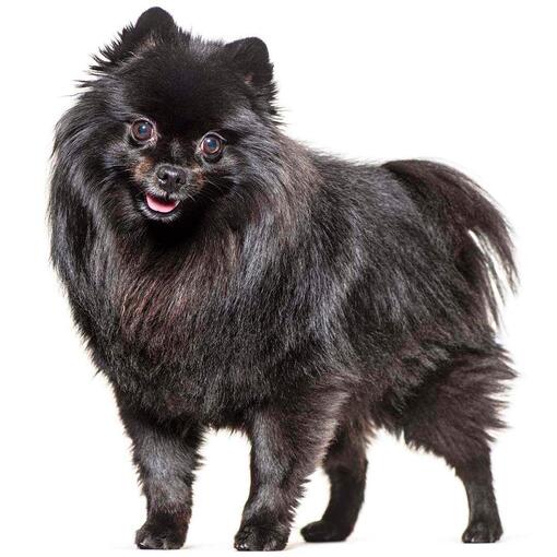 Duitse Spitz (Mittel) hondenras