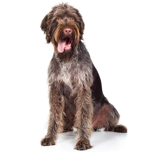 Duitse Ruwharige Pointer Hondenras