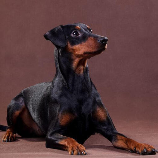 Duitse Pinscher liggend in de kamer