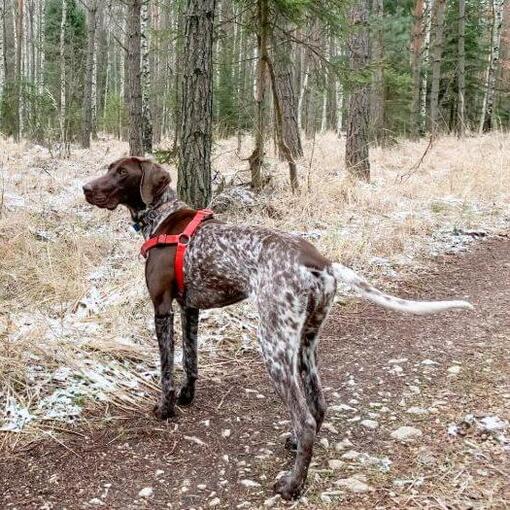 Braque allemand marchant dans la forêt