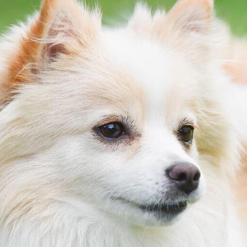 Duitse Spitz in het veld